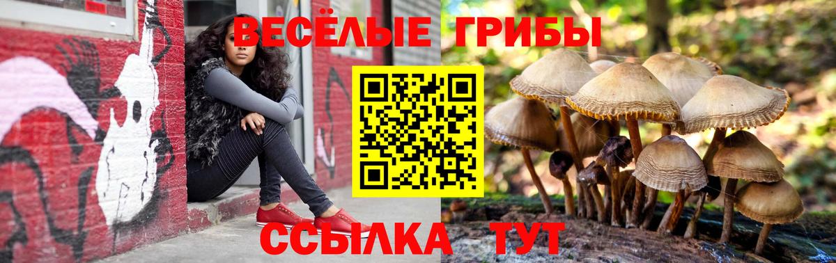 Галлюциногенные грибы Psilocybe Воронеж